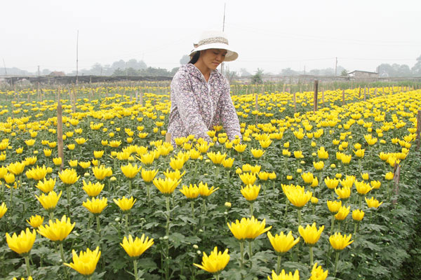 Người nghèo ở các vùng ngoại ô của thành phố vay vốn trồng hoa, mang lại thu nhập khá cao Ảnh: Trần Việt