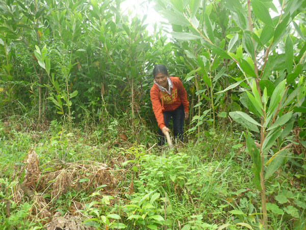 Chị Lê Thị Học đang chăm sóc rừng keo của gia đình