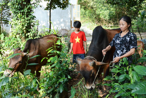 Mẹ con chị Đào Thị Oanh chăm sóc đàn bò của gia đình từ vốn vay chính sách