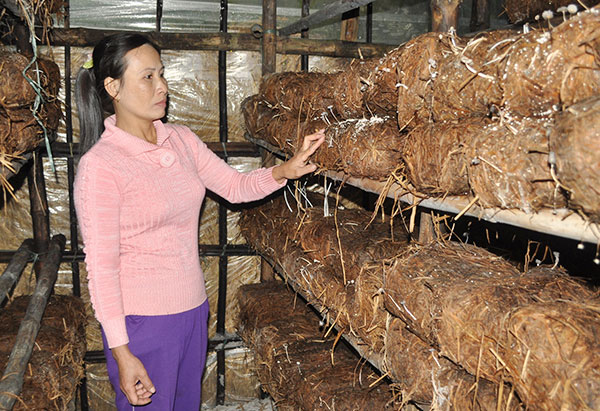Gia đình chị Ma Thị Dành ở thôn Vĩnh Lưu, xã Phú Lương, huyện Phú Vang vay vốn trồng nấm