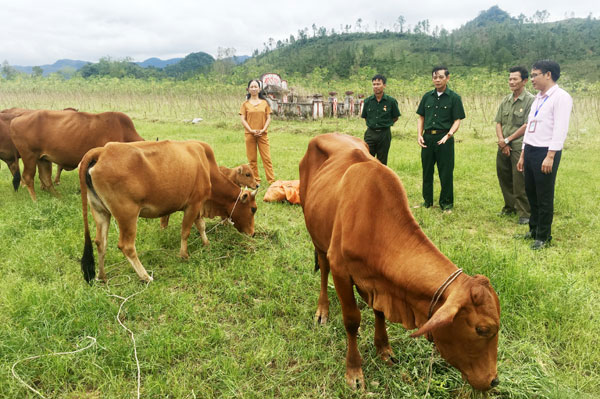 Cứ mỗi độ Xuân qua, số lượng bò của gia đình CCB Lê Văn Soát lại tăng thêm