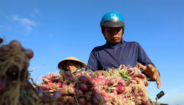 Người nghèo ở huyện đảo Lý Sơn vay vốn ưu đãi trồng hành, tỏi