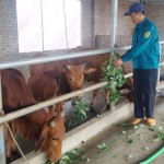 Gia đình anh Đỗ Văn Ban ở thôn Xuân Kiều, xã Đức Chính, huyện Cẩm Giàng sử dụng vốn vay ủy thác của NHCSXH để đầu tư chăn nuôi bò khá hiệu quả