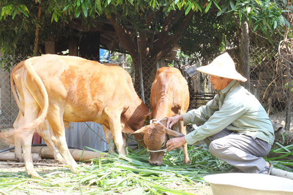 Gia đình ông Lò Văn Hòa ở bản Hốc, xã Nặm Păm, huyện Mường La vay vốn nuôi bò hiệu quả