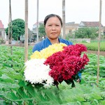 Được NHCSXH cho vay vốn, chị Phan Thị Mai ở xóm 7, thị trấn Quỹ Nhất, huyện Nghĩa Hưng đã đầu tư trồng hoa mang lại đời sống ấm no cho gia đình