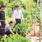 Cán bộ NHCSXH huyện Krông Ana và Hội PN thị trấn Buôn Trấp hướng dẫn gia đình chị H’Nhi Adrơng chăm sóc cây cà phê