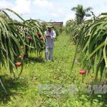 Nông dân người Chăm ở Bình Thuận vay vốn trồng Thanh Long