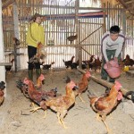 Nhiều hộ nghèo trên địa bàn tỉnh Yên Bái vay vốn đầu tư chăn nuôi gà
