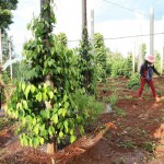 Đồng bào DTTS ở Gia Lai vay vốn trồng tiêu Ảnh: Trần Việt
