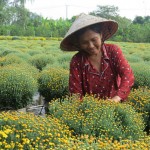 Chị Phạm Thị Thoa đang chăm sóc hoa cảnh