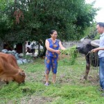 Được vay vốn ưu đãi, vợ chồng ông Hoàng Anh ở xã Kỳ Khang, huyện Kỳ Anh đã đầu tư chăn nuôi trâu bò hiệu quả