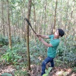 Vay vốn chính sách, nhiều hộ dân ở xã Trà Thọ, huyện Tây Trà đầu tư trồng rừng