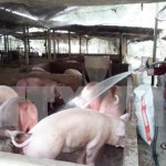 Người dân miền núi huyện Quan Hóa có vốn ưu đãi đầu tư chăn nuôi lợn