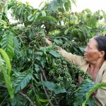 Đồng bào DTTS tại tỉnh Gia Lai vay vốn ưu đãi đầu tư trồng cà phê Ảnh: Tư liệu