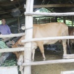 Từ vốn vay ưu đãi của NHCSXH, người dân xã Toàn Sơn, huyện Đà Bắc đầu tư nuôi bò phát triển kinh tế, ổn định cuộc sống