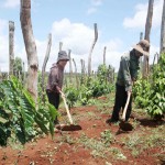 Gia đình chị Siêu Mi vay 30 triệu đồng đầu tư ngay vào việc cải tạo đất trồng 4.000m2 cà phê và hồ tiêu