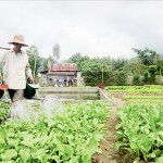 Mô hình trồng rau sạch của hội viên CCB huyện Quảng Điền