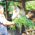 Vay được vón ưu đãi, niều hộ dân tộc Giáy ở Lai Châu đầu tư nuôi ngựa mang lại hiệu quả kinh tế cao Ảnh: Tư liệu
