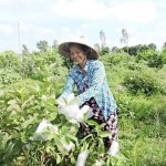 Từ nguồn vốn vay ưu đãi, nhiều phụ nữ trên địa bàn TP Cần Thơ đã đầu tư vào trồng cam xoàn và ổi giúp nâng cao cuộc sống Ảnh: Mỹ Tú