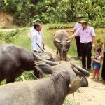 Gia đình ông Lý Văn Tên ở xã Nà Khoa, huyện Nậm Pồ vay 30 triệu đồng đầu tư nuôi trâu sinh sản