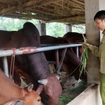 Nhờ nguồn vốn ưu đãi của NHCSXH, gia đình anh Hoàng Văn Hưởng đầu tư nuôi bò, vươn lên thoát nghèo, làm giàu chính đáng