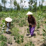 Vốn vay ưu đãi luôn đồng hành cùng bà con nghèo vùng đồng bào DTTS tỉnh Quảng Nam trong phát triển trồng rừng