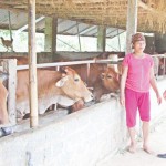 Gia đình chị Lê Thị Miến ở xã Cát Vân, huyện Như Xuân vay vốn ưu đãi phát triển đàn bò