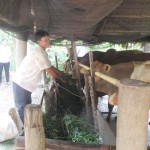 Nhiều hộ nghèo ở xã Lương Hòa, huyện Châu Thành sử dụng vốn vay ưu đãi đầu tư chăn nuôi bò sinh sản