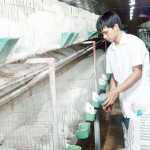 Nhờ nguồn vốn vay hỗ trợ phát triển sản xuất từ NHCSXH huyện Tam Đảo, gia đình anh Nguyễn Mạnh Thắng ở xã Yên Dương đầu tư nuôi thỏ, vươn lên làm giàu
