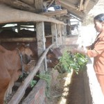 Từ nguồn vốn vay diện hộ cận nghèo, bà Huỳnh Thị Khánh ở xã Đức Tân, huyện Mộ Đức đã đầu tư chăn nuôi bò, phát triển kinh tế gia đình