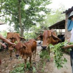 Thông qua Tổ tiết kiệm và vay vốn của thôn, hộ gia đình anh Hà Trọng Diên vay 50 triệu đồng về nuôi bò mang lại hiệu quả kinh tế cao