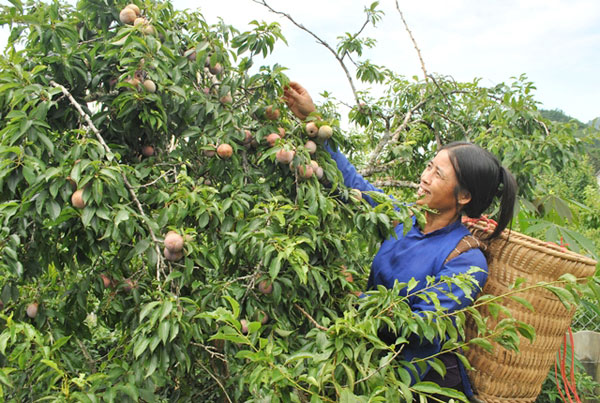 Nông dân xã Na Hối, huyện Bắc Hà (Lào Cai) vay vốn ưu đãi trồng cây ăn quả