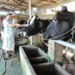 Từ nguồn vốn vay ưu đãi, nhiều hộ ở xã Cảnh Hưng, huyện Tiên Du có điều kiện phát triển chăn nuôi bò sữa