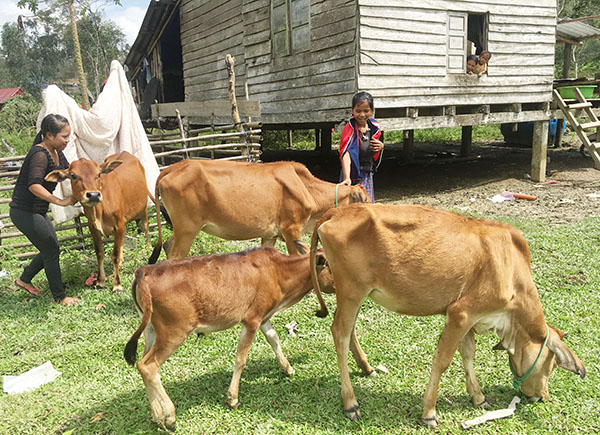Vốn ưu đãi đã giúp gia đình anh Đinh Cất ở bản Arem đầu tư chăn nuôi bò hiệu quả