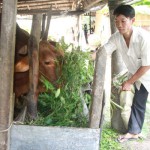 Vay được vốn ưu đãi, đồng bào dân tộc Khmer đầu tư vào chăn nuôi bò