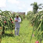 Nông dân người Chăm ở Bình Thuận vay vốn trồng thanh long
