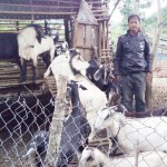 Nhờ nguồn vốn tín dụng chính sách, gia đình ông Ksor Drang đầu tư chăn nuôi dê, đến nay đã thoát nghèo