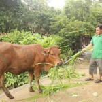 Với số tiền vay 50 triệu đồng, gia đình anh Nguyễn Mạnh Toán ở xóm Vo, xã Tân Thành, huyện Phú Bình đầu tư ngay vào việc chăn nuôi
