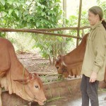Bà Đỗ Thị Hải ở xã Đức Hạnh, huyện Bù Gia Mập chăm sóc 2 con bò từ vốn vay NHCSXH