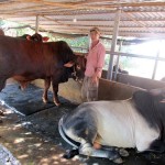 Được vay vốn ưu đãi NHCSXH, nhiều hộ nghèo ở xã Long Phước đã đầu tư nuôi bò hiệu quả