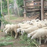 Ông Lê Trọng Hùng ở thị trấn Hai Riêng vay vốn ưu đãi đầu tư nuôi cừu