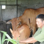 Vốn vay chính sách giúp các CCB ở Hà Tĩnh đầu tư chăn nuôi bò