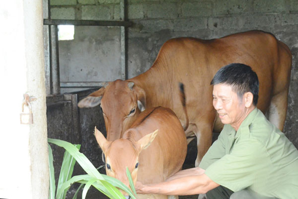 Vốn vay chính sách giúp các CCB ở Hà Tĩnh đầu tư chăn nuôi bò