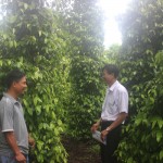 Anh Nguyễn Quốc Hưng đang trao đổi kinh nghiệm chăm sóc vườn tiêu của gia đình