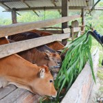 Anh Hồ Văn To, người dân tộc Cor ở thôn Răng Cưa, xã Trà Hiệp, huyện Tây Trà có được đàn bò hôm nay là do vay và sử dụng hiệu quả nguồn vốn ưu đãi của NHCSXH