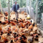 CCB Nguyễn Ngọc Hiền ở thôn Phúc Đồng 1, xã Phúc Trạch phát triển mô hình trang trại nhờ vốn vay ưu đãi