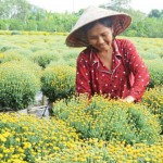 Chị Phạm Thị Thoa đang chăm sóc hoa cảnh