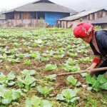 Tín dụng chính sách giúp đồng bào DTTS huyện Sa Pa trồng rau sạch