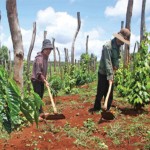 Nhờ vốn vay ưu đãi mà gia đình chị Siêu Mi ở thôn Cư PêR, xã Ia Hla, huyện Chư Pưh vay 30 triệu đồng đầu tư cải tạo 4.000m2 đất để trồng cà phê