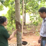 Bà Đàm Thị Cầu trao đổi về kỹ thuật trồng cây cao su